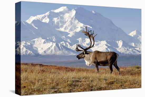 Caribou bull in fall colors with Mount McKinley in the background, Denali National Park, Alaska-Steve Kazlowski-Premier Image Canvas