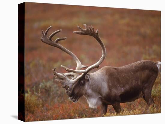 Caribou, Denali National Park, AK-John Luke-Premier Image Canvas