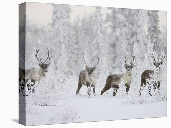 Caribou, Finger Mountain, Alaska, USA-Hugh Rose-Premier Image Canvas