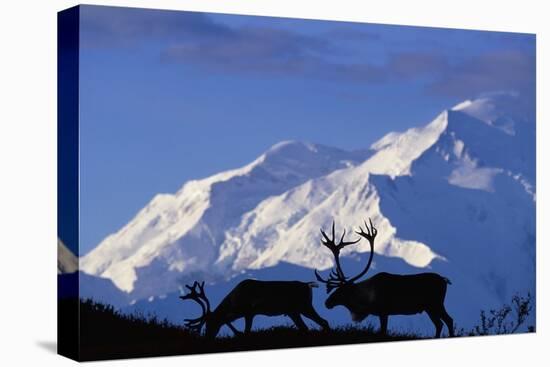 Caribou Grazing Near Wonder Lake Below Mt. Mckinley-null-Premier Image Canvas