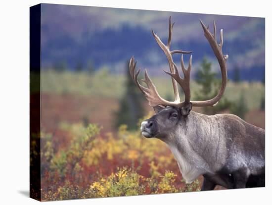 Caribou in Fall Tundra, Denali National Park, Alaska, USA-Howie Garber-Premier Image Canvas