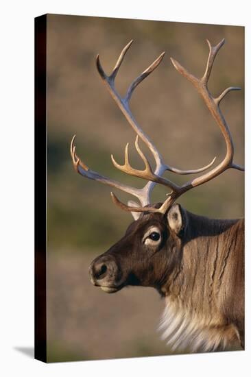 Caribou Looking into Sunset-null-Premier Image Canvas