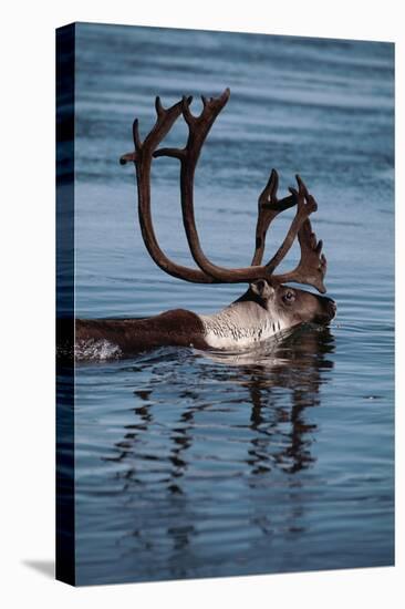 Caribou Migration-Staffan Widstrand-Premier Image Canvas