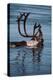 Caribou Migration-Staffan Widstrand-Premier Image Canvas