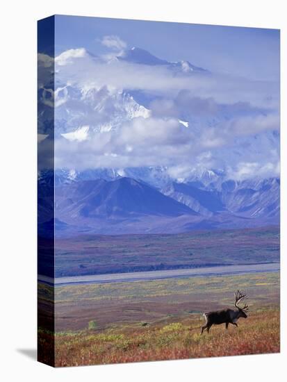 Caribou on Tundra Below Mt. McKinley-Paul Souders-Premier Image Canvas