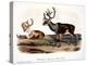 Caribou (Rangifer Caribou)-John Woodhouse Audubon-Premier Image Canvas