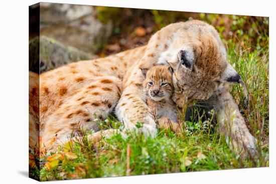 Caring Lynx Mother and Her Cute Young Cub in the Grass-kjekol-Premier Image Canvas