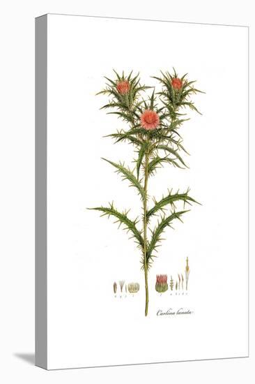 Carlina lanata, Flora Graeca-Ferdinand Bauer-Premier Image Canvas