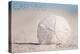 Carlsbad, California - Sand Dollar on Beach-Lantern Press-Stretched Canvas