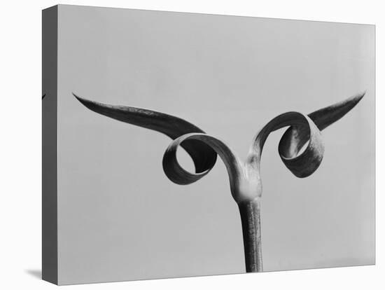 Carnation Stalk-Evans-Premier Image Canvas