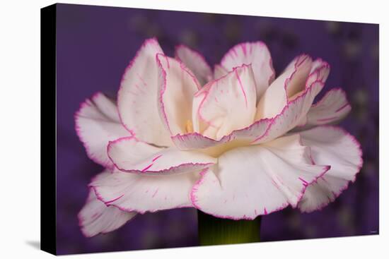 Carnation-Gordon Semmens-Premier Image Canvas