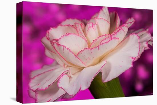 Carnation-Gordon Semmens-Premier Image Canvas