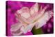 Carnation-Gordon Semmens-Premier Image Canvas