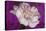 Carnation-Gordon Semmens-Premier Image Canvas