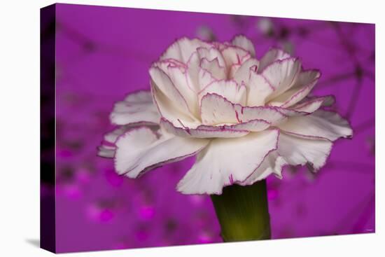 Carnation-Gordon Semmens-Premier Image Canvas