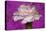 Carnation-Gordon Semmens-Premier Image Canvas