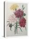 Carnation-Pierre-Joseph Redoute-Stretched Canvas