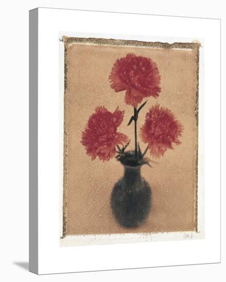 Carnations.-Scott Morrish-Stretched Canvas