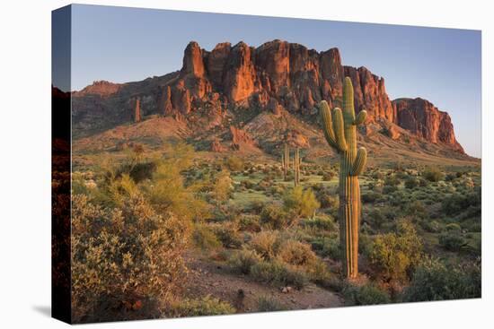 Carnegiea Gigantea, Saguaro Cacti, Hieroglyphic Trail, Lost Dutchman State Park, Arizona, Usa-Rainer Mirau-Premier Image Canvas