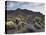 Carnegiea Gigantea, Saguaro Cacti, Hieroglyphic Trail, Lost Dutchman State Park, Arizona, Usa-Rainer Mirau-Premier Image Canvas