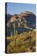 Carnegiea Gigantea, Sonora Desert, Near Phoenix, Arizona, Usa-Rainer Mirau-Premier Image Canvas