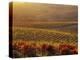 Carneros Ava. Scenic, Carneros, Napa Valley, California-Karen Muschenetz-Premier Image Canvas