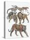 Carnivores from the Felidae Family-null-Premier Image Canvas