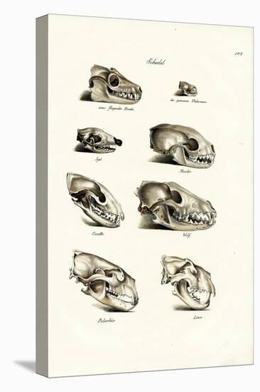 Carnivores Skulls, 1824-Karl Joseph Brodtmann-Premier Image Canvas