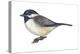 Carolina Chickadee (Parus Carolinensis), Birds-Encyclopaedia Britannica-Stretched Canvas