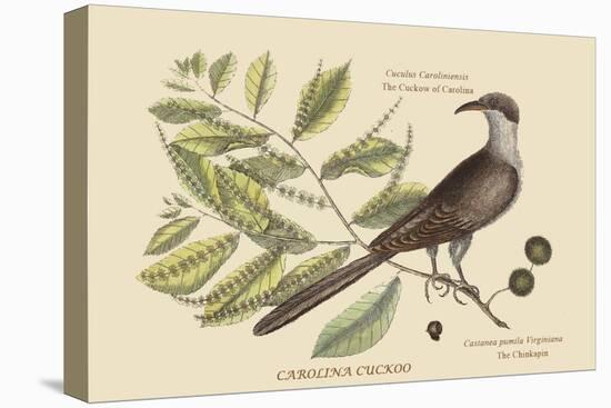 Carolina Cuckoo-Mark Catesby-Stretched Canvas