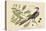 Carolina Cuckoo-Mark Catesby-Stretched Canvas