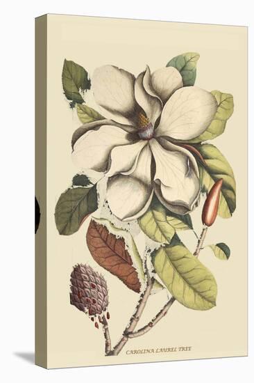 Carolina Laurel-Mark Catesby-Stretched Canvas