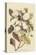 Carolina Laurel-Mark Catesby-Stretched Canvas