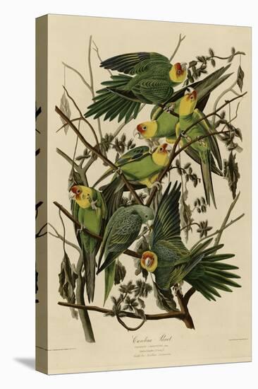 Carolina Parrot-null-Premier Image Canvas