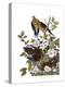 Carolina Turtle Dove-John James Audubon-Premier Image Canvas