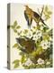 Carolina Turtle Dove-John James Audubon-Stretched Canvas