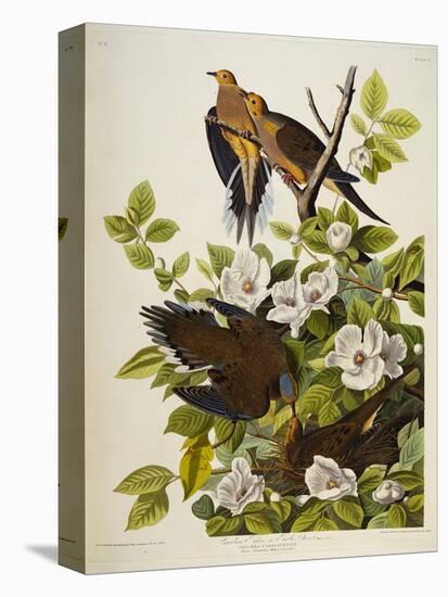 Carolina Turtledove. Mourning Dove,-John James Audubon-Premier Image Canvas