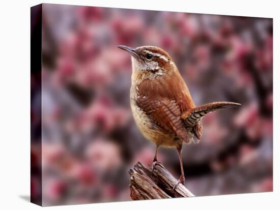 Carolina Wren-Adam Jones-Premier Image Canvas