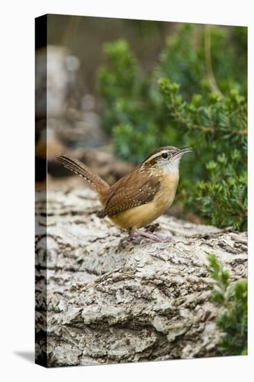 Carolina Wren-Gary Carter-Premier Image Canvas