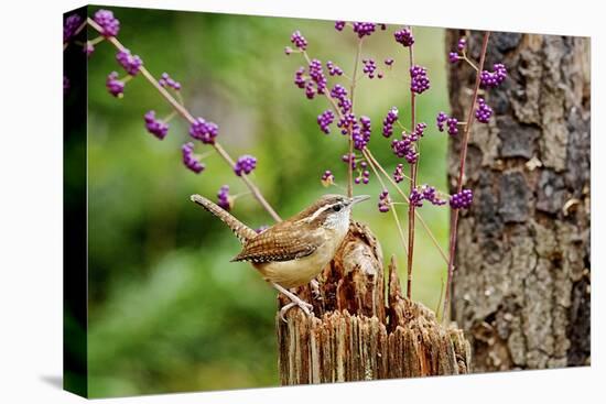 Carolina Wren-Gary Carter-Premier Image Canvas