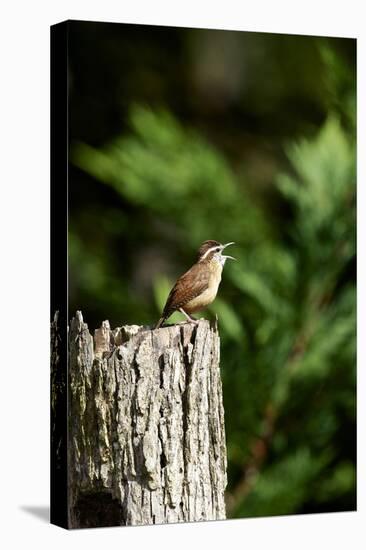 Carolina Wren-Gary Carter-Premier Image Canvas