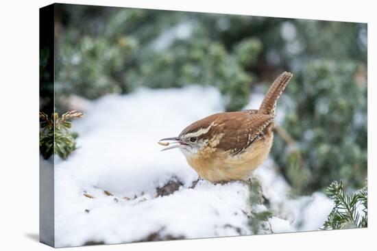 Carolina Wren-Gary Carter-Premier Image Canvas