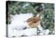 Carolina Wren-Gary Carter-Premier Image Canvas