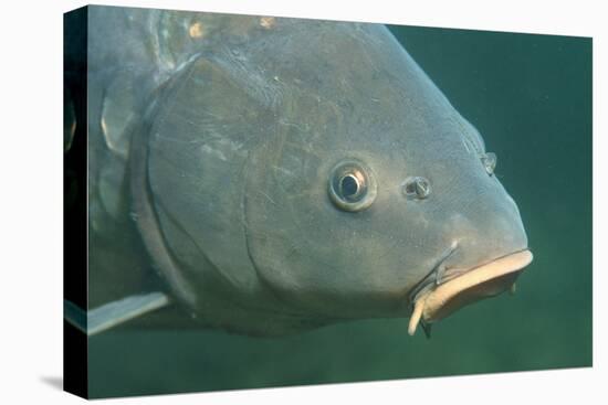 Carp Head (Cyprinus Carpio), Germany.-Reinhard Dirscherl-Premier Image Canvas