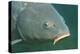 Carp Head (Cyprinus Carpio), Germany.-Reinhard Dirscherl-Premier Image Canvas