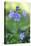 Carpathian bellflower, Campanula carpatica, blossom, close-up-David & Micha Sheldon-Stretched Canvas