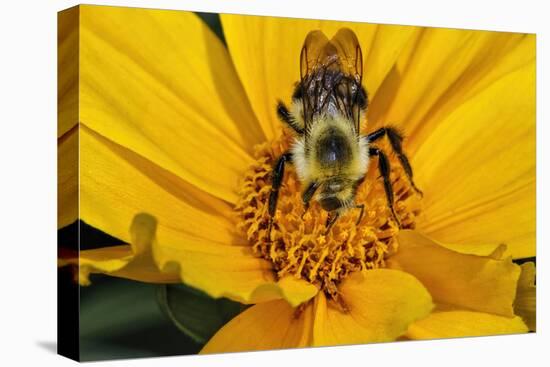 Carpenter Bee Collecting Nectar, Kentucky-Adam Jones-Premier Image Canvas