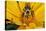 Carpenter Bee Collecting Nectar, Kentucky-Adam Jones-Premier Image Canvas