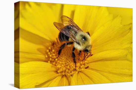 Carpenter Bee Collecting Nectar, Kentucky-Adam Jones-Premier Image Canvas