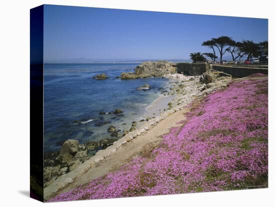 Carpet of Mesembryanthemum Flowers, Pacific Grove, Monterey, California, USA-Geoff Renner-Premier Image Canvas